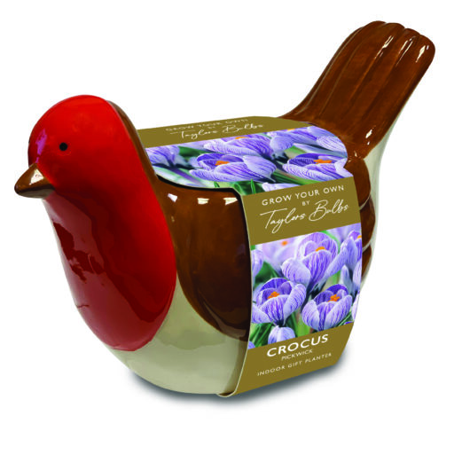 Robin Planter With Crocus Bulbs
